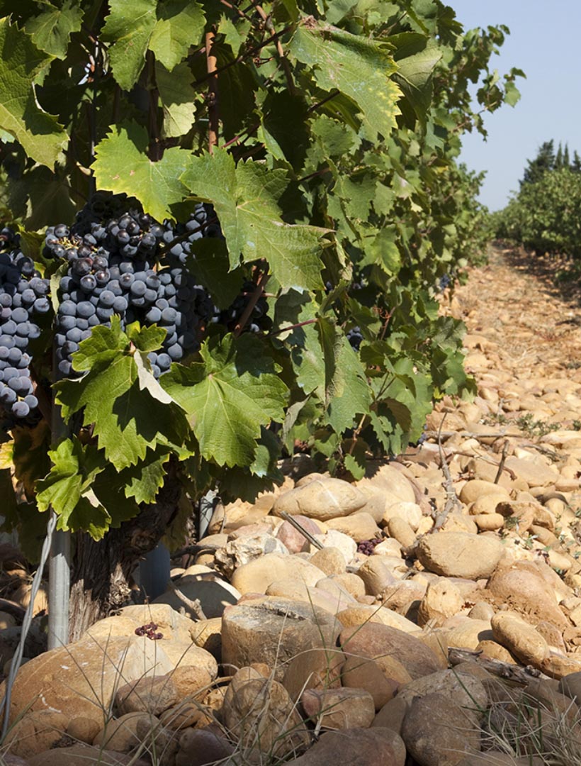 Vigne Le Raves grapes and vines