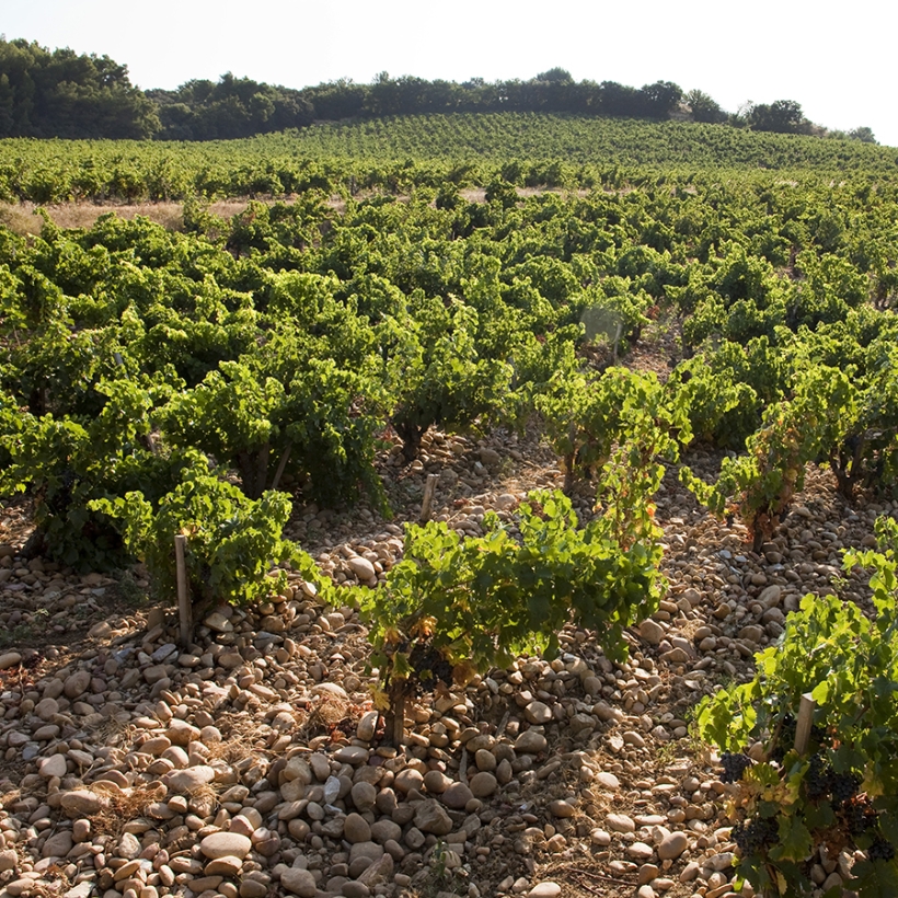 Vigne photo of rows of vines