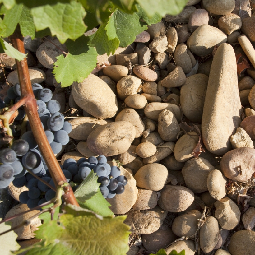 Senechaux close up of grapes and pebbles on ground