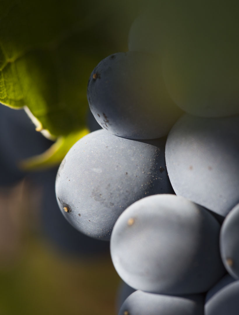 Close up photo of grapes on a vine